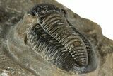 Detailed Gerastos Trilobite Fossil - Morocco #351279-4